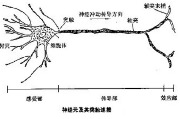 塔克桑神经元获取途径及建议